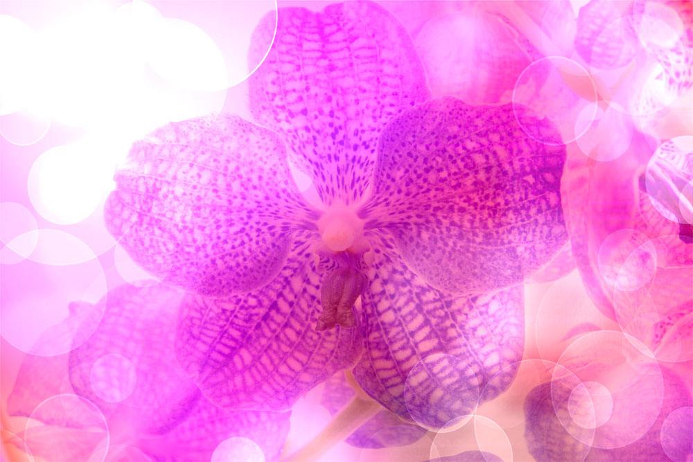 鲜花App.jpg 成都App开发